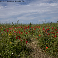 Buy canvas prints of West Pentire Cornwall Red poppies ,,wild flowers by kathy white