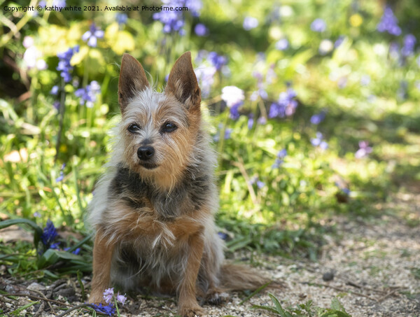 Yorkshire Terrier Dog ,a bluebell field, Picture Board by kathy white