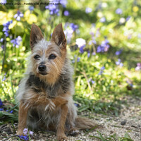 Buy canvas prints of Yorkshire Terrier Dog ,a bluebell field, by kathy white