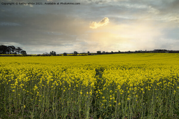 Rapeseed sunset cornwall, at sunset Picture Board by kathy white