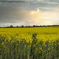 Buy canvas prints of Rapeseed sunset cornwall, at sunset by kathy white