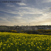 Buy canvas prints of Cornish Rapeseed field, in full bloom Sunset by kathy white