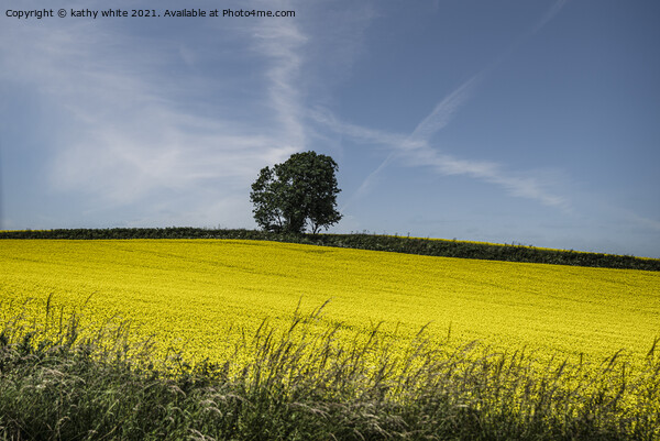 Rapeseed field with a Lone tree  Picture Board by kathy white