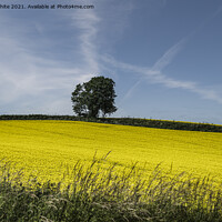 Buy canvas prints of Rapeseed field with a Lone tree  by kathy white