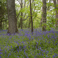 Buy canvas prints of English Bluebell Wood, Cornwall,Bluebells in the W by kathy white