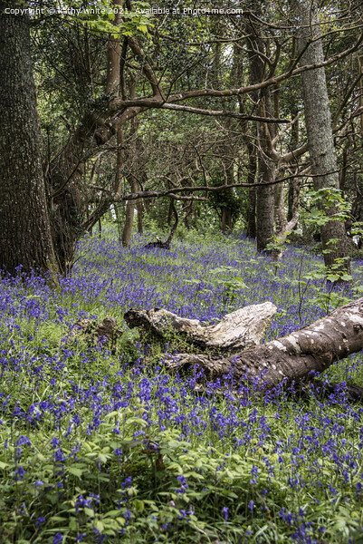  Cornwall,Bluebells in the Woods Picture Board by kathy white