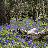 Buy canvas prints of  Cornwall,Bluebells in the Woods by kathy white