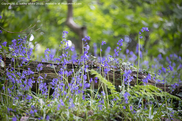 English Bluebell Wood, Cornwall,wild flowers Picture Board by kathy white