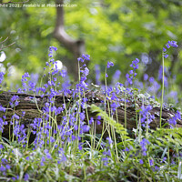Buy canvas prints of English Bluebell Wood, Cornwall,wild flowers by kathy white