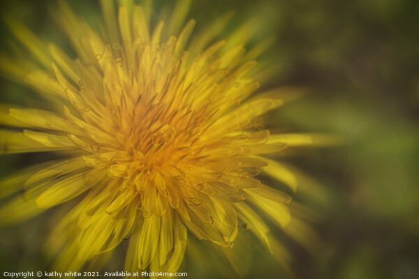 A dandelion in full bloom Picture Board by kathy white