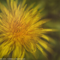 Buy canvas prints of A dandelion in full bloom by kathy white