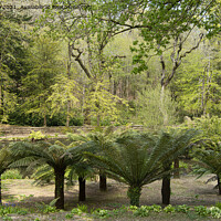 Buy canvas prints of Tree ferns in a garden by kathy white