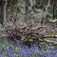 Buy canvas prints of English BluebellsWood, Cornwall by kathy white