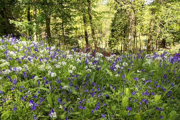 English Bluebell Wood, wild garlic,Cornwall Picture Board by kathy white