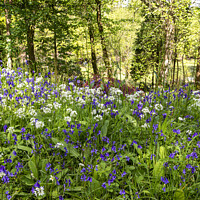 Buy canvas prints of English Bluebell Wood, wild garlic,Cornwall by kathy white