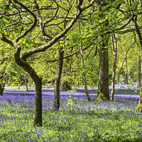 Buy canvas prints of English Bluebell Wood, Cornwall,bluebell by kathy white