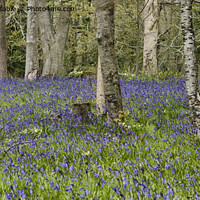 Buy canvas prints of English Bluebell Wood, bluebell, by kathy white