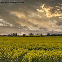 Buy canvas prints of Rapeseed field ,carpet of gold by kathy white