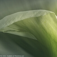 Buy canvas prints of arum lily flower, pretty in green,Calla Lily  by kathy white