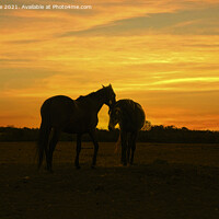 Buy canvas prints of Two beautiful horses together at sunset,Silhouette by kathy white