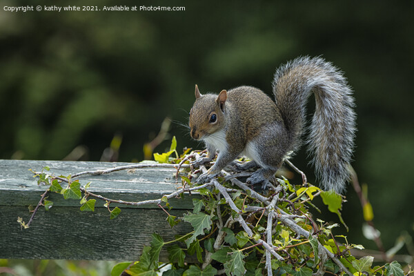 Grey Squirrel on my garden fence Picture Board by kathy white