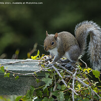 Buy canvas prints of Grey Squirrel on my garden fence by kathy white