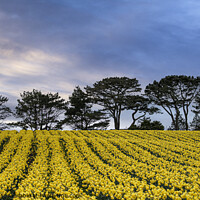 Buy canvas prints of Cornish Rapeseed field, in full bloom  by kathy white