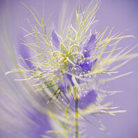 Buy canvas prints of Love in a mist ,Lady in lavender by kathy white
