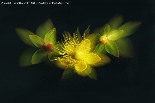 St John’s wort,wildflower  Picture Board by kathy white