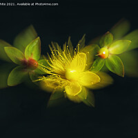 Buy canvas prints of St John’s wort,wildflower  by kathy white