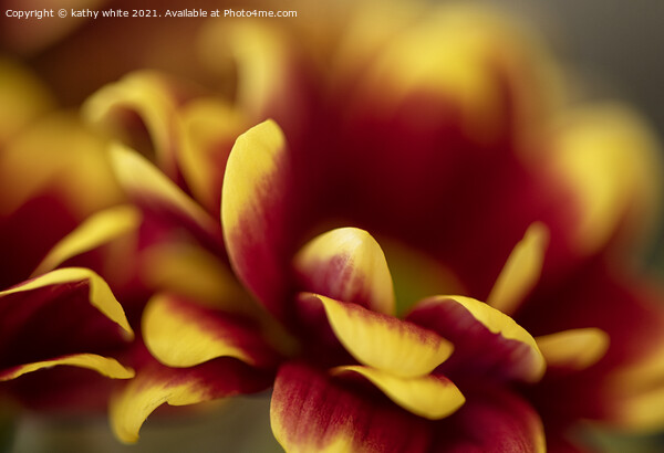 red and yellow Chrysanthemum,striking colours Picture Board by kathy white