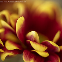 Buy canvas prints of red and yellow Chrysanthemum,striking colours by kathy white