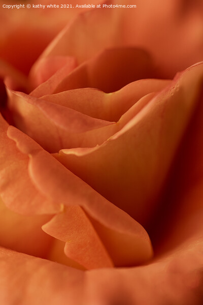 Apricot and  Orange rose Picture Board by kathy white