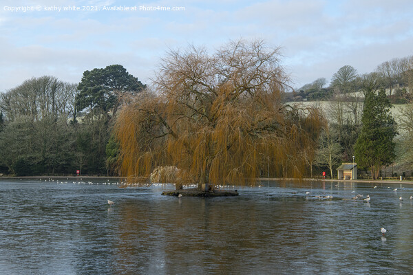 Helston cornwall, boating lake,old willow tree in  Picture Board by kathy white