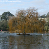 Buy canvas prints of Helston cornwall, boating lake,old willow tree in  by kathy white