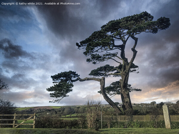 Helston Cornwall tree on the road to the lizard Picture Board by kathy white