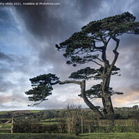 Buy canvas prints of Helston Cornwall tree on the road to the lizard by kathy white