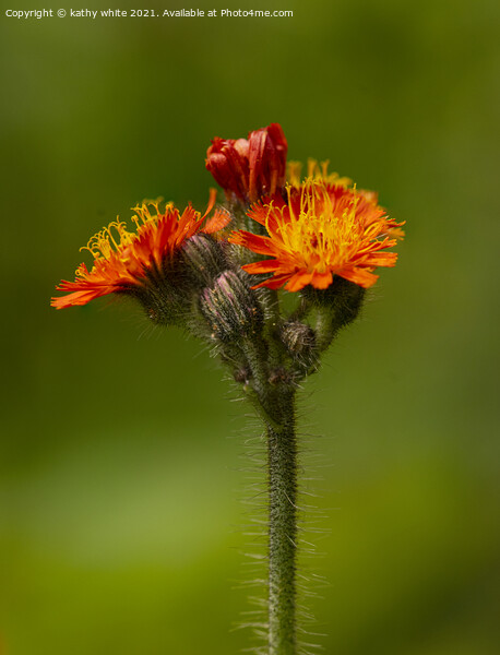 Orange Hawkweed Picture Board by kathy white
