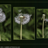 Buy canvas prints of the life of a dandelion seed. Flower Photography  by kathy white