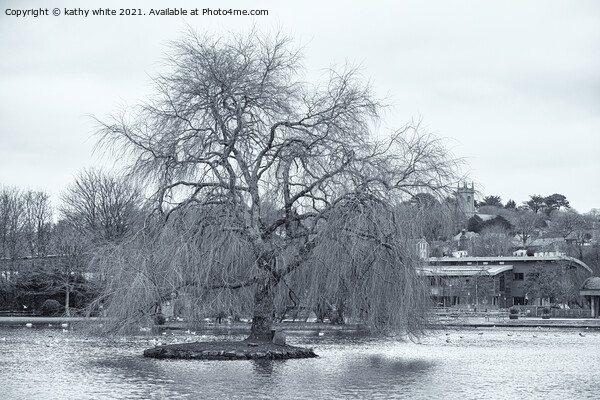 winter Willow tree, Helston Cornwall boating lake Picture Board by kathy white