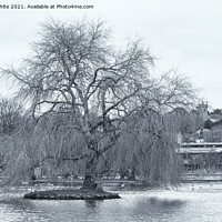Buy canvas prints of winter Willow tree, Helston Cornwall boating lake by kathy white