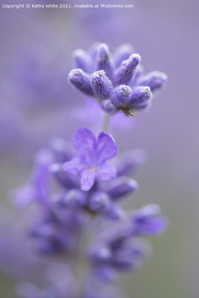 Lavender,image of lavender  Picture Board by kathy white