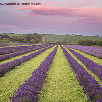 Buy canvas prints of Serene Sunrise Over Lavender Fields by kathy white