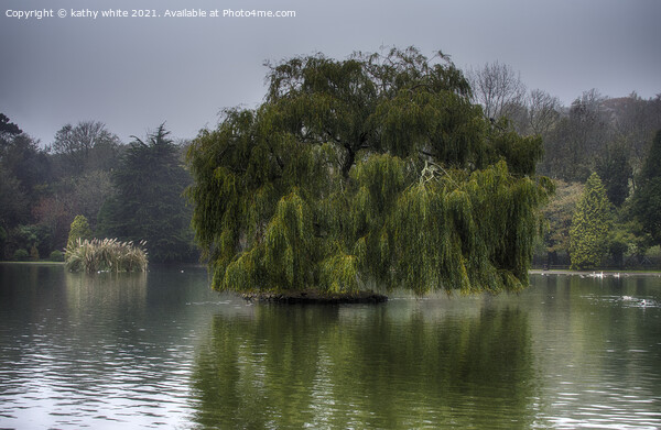 Weeping willow on a lake Picture Board by kathy white