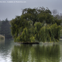 Buy canvas prints of Weeping willow on a lake by kathy white