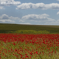 Buy canvas prints of Peaceful Red Poppy Field by kathy white
