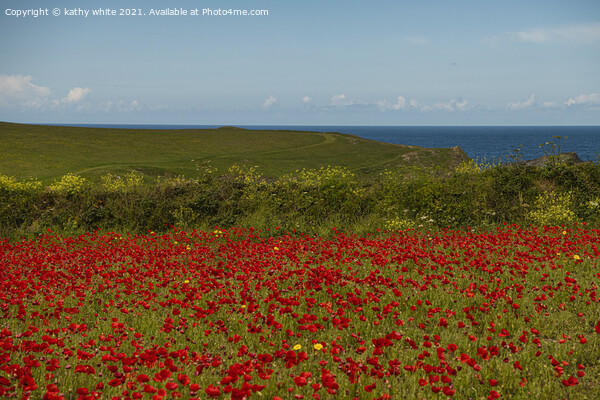 A field of red poppies with the ocean Picture Board by kathy white