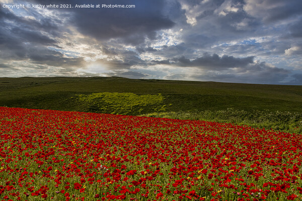 A field of red poppies Picture Board by kathy white