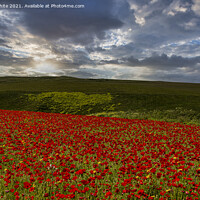 Buy canvas prints of A field of red poppies by kathy white