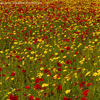 Buy canvas prints of Just red and yellow, poppies and marigolds in a Wi by kathy white